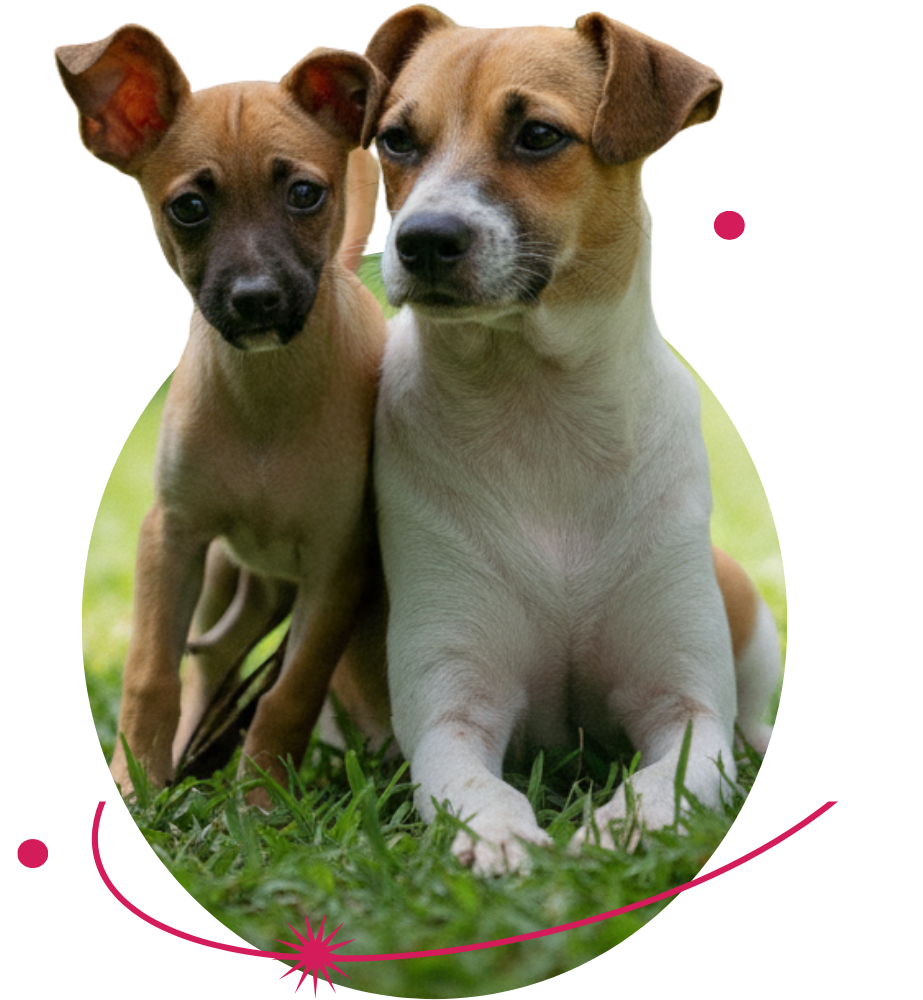 Dos cachorros rescatados